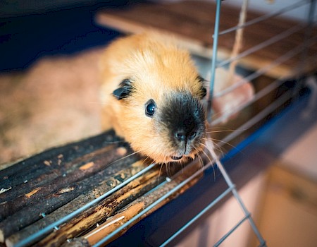 Ruby hat beim Arbeiten immer Gesellschaft. Ihre beiden Meerschweinchen Frodo (hier auf dem Bild) und Clara (der Wuschel) rascheln neben ihrem Schreibtisch im Stroh. (Foto: Michael Orth)